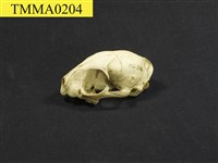 石虎頭骨藏品圖，第6張